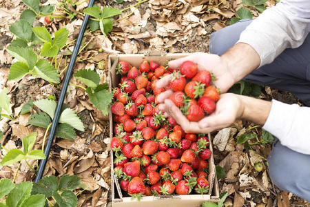 甜点 园艺 食物 农场 生长 自然 美食家 收获 水果 浆果