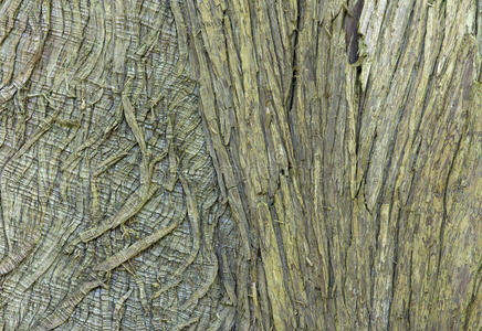 纹理背景的老树皮的特写