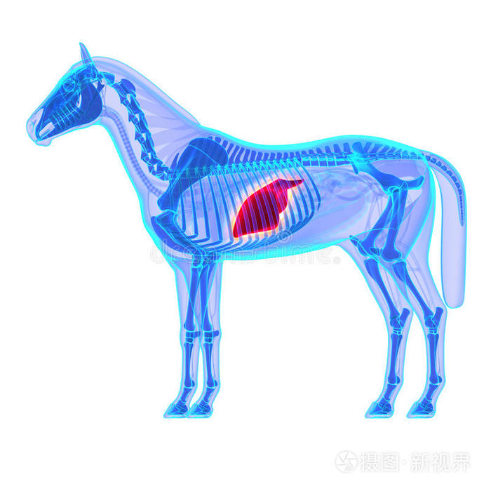 颅骨 肝脏 动物学 插图 形象 科学 肋骨 宠物 自然 器官