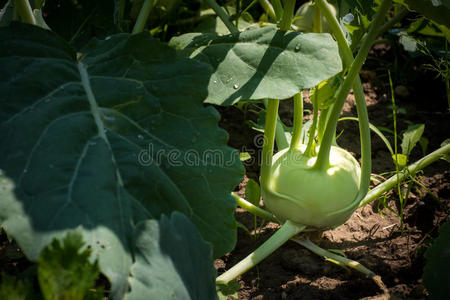 健康 甘蓝 蔬菜 生的 生物 食物 自然 夏天 大头菜 植物