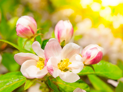 樱花和花蕾