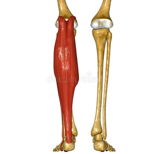 腓骨和胫骨肌肉