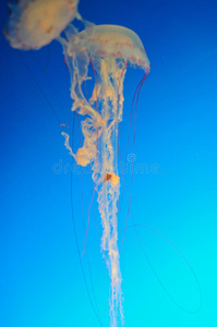 动物 荨麻 水母 水族馆 暗礁 性病 生物 危险 生活 深的