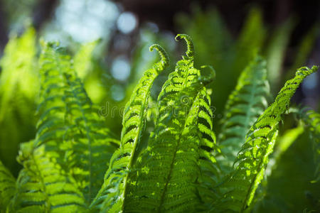 蕨类植物叶子