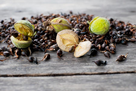 木耳新鲜种子照片