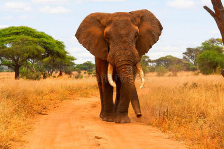 大象行走