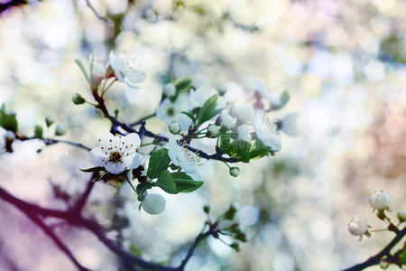 白色樱桃花