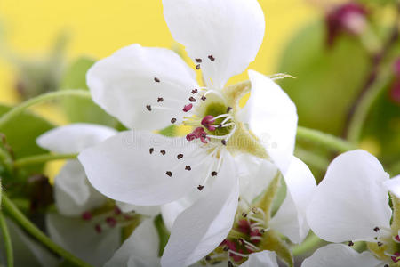 苹果在春天在白色的背景上开花