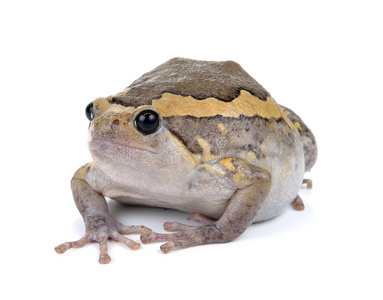 胖乎乎的青蛙照片