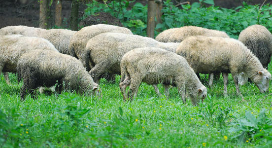 农事 羊肉 草地 土地 农业 放牧 可爱的 生态学 兽群
