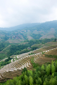 风景 桂林 瓷器 乡村 灌溉 龙脊 大米 农场 龙胜 农田