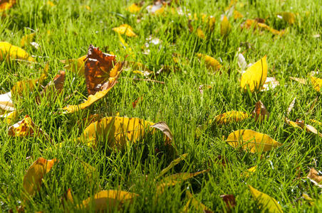 美丽的 枫树 颜色 草坪 落下 秋天 季节 树叶 植物 自然
