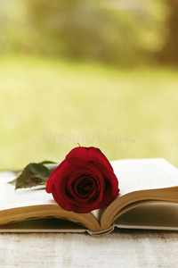 带玫瑰的书