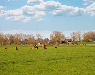奶牛在荷兰农场附近的草地上吃草。