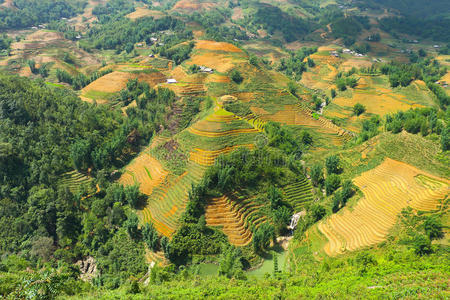 文化 粮食 种植园 园艺 灌溉 土地 植物 领域 环境 地面