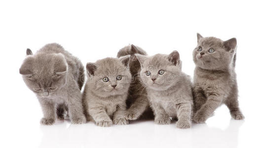 一群小奶猫图片