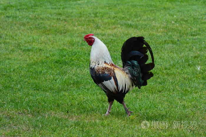 一只公鸡昂首挺胸地炫耀他的羽毛