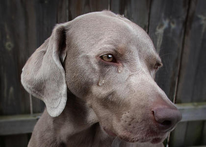 单身狗的眼泪图片