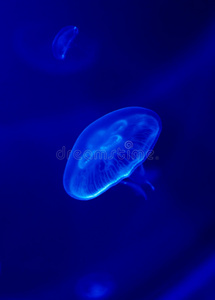 生物 海的 荧光 动物 危险 危险的 太平洋 果冻 特写镜头