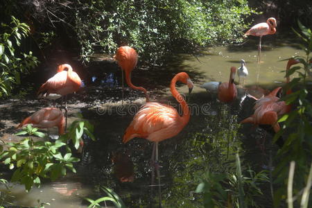 杰克逊维尔野生动物公园的一群粉红色火烈鸟