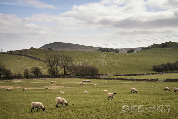 天空 农场 风景 公园 英国 国家的 动物 阳光 自然 乡村