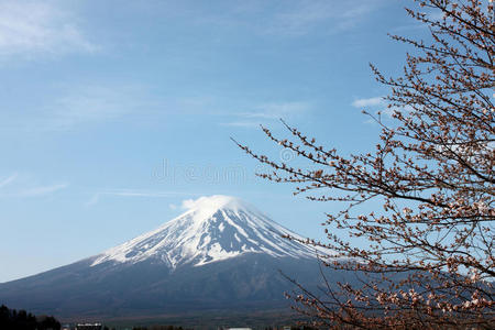 樱桃 日本 樱花 攀登 富士 观光 天际线 景观 天空 川崎