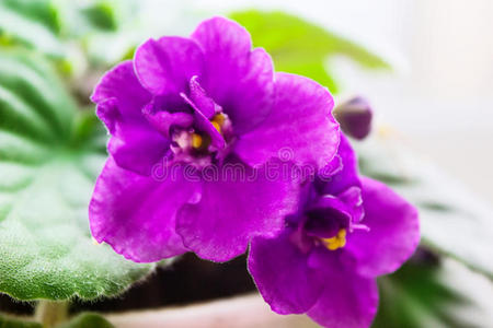 花的 紫色 圣徒 粉红色 植物学 花束 树叶 花盆 开花