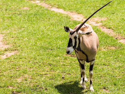 荒野 灌木 生态学 卡拉哈里 储备 羚羊 领域 喇叭 食草动物