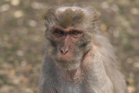 野生动物 亚洲 猕猴 面部 自然 动物园 公园 猴子 接触