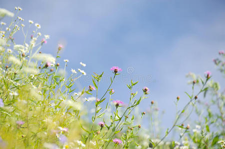 草地上的花