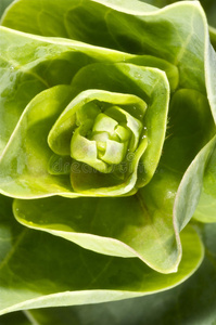 照片 蜘蛛 瓢虫 躲藏 眼睛 踏板 花粉 树叶 甲虫 鼻涕虫