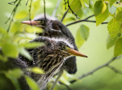 小小的绿鹭图片