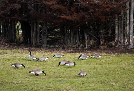一群在牧场上吃草的鹅