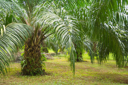 收获 离开 作物 产品 花园 多年生植物 农场 棕榈 植物