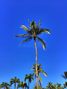 加勒比 风景 美丽的 海滩 天空 假期 棕榈 太阳 自然
