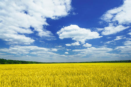 夏天时充满小麦的有趣的太阳和田野。
