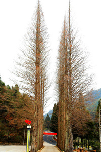 瓷器 假日 国家 文化 竹子 形成 森林 领域 小山 土地