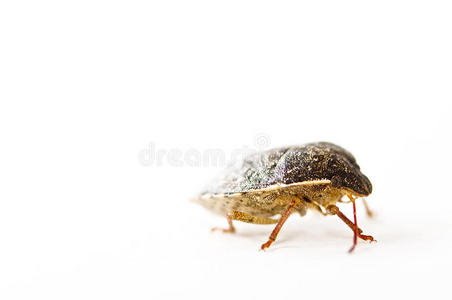 后面 蚂蚁 尤文图斯 液滴 甲虫 他的 眼睛 盔甲 蜈蚣