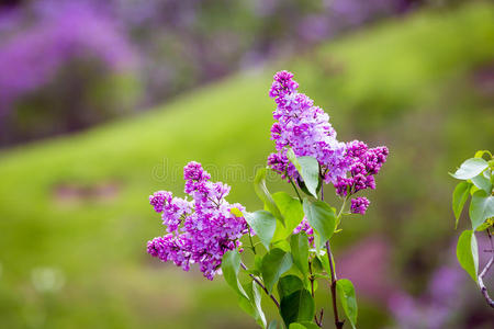 丁香花