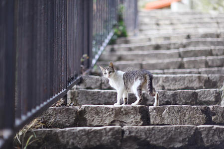 猫在石头楼梯上散步