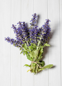 紫色 植物 春天 纯洁 开花 花束 植物区系 医学 草药学