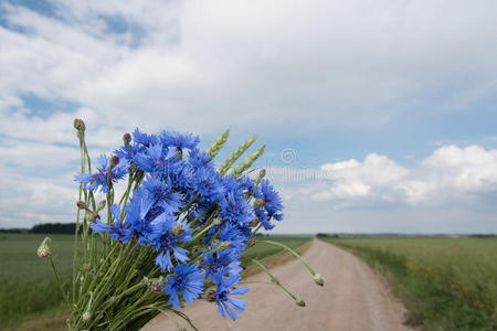 矢车菊。