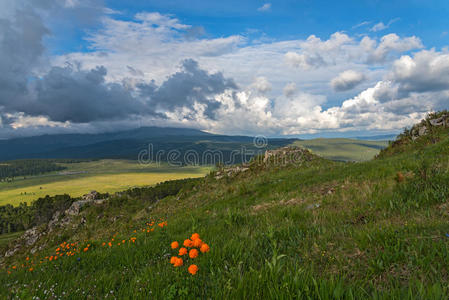 天空 美丽的 天际线 草地 风景 自然 夏天 森林 天线