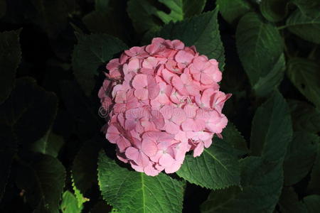 夏天 天空 寺庙 紫色 季节 植物 神奈川 风景 日本 粉红色