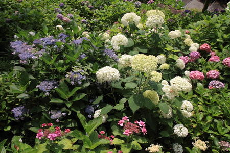 风景 镰仓 夏天 神奈川 寺庙 天空 植物 自然 紫色 绣球花