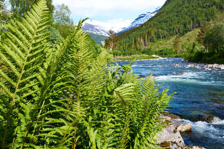 蕨类植物和河流