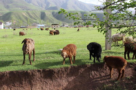 场景 草地 放牧 羊毛 自然 领域 春天 动物 兽群
