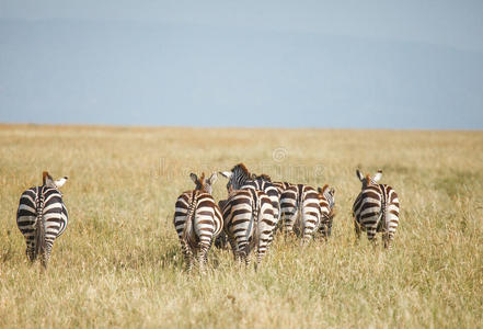 大草原 哺乳动物 坦桑尼亚 稀树草原 非洲 塞伦盖蒂 野生动物