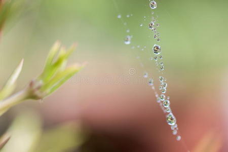 网络 特写镜头 滴下 昆虫 薄雾 雨滴 露水 照片 飞蛾