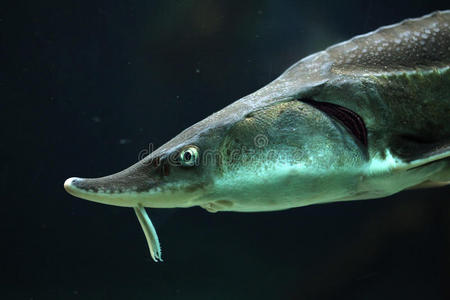 自然 欧洲 生活 放射虫 鱼类 鲟鱼 亚洲 多瑙河 水族馆